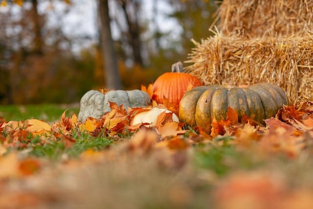 harvest fest